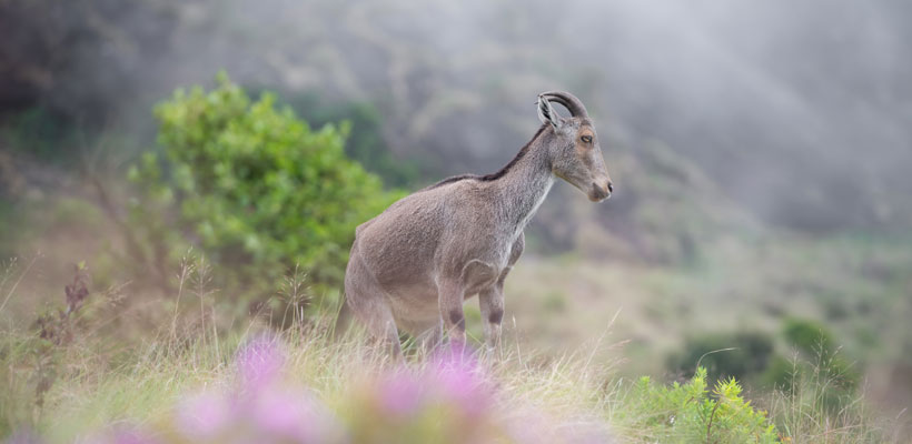 Mountain goat at Eravikulam National Park near Munnar, Kerala, India