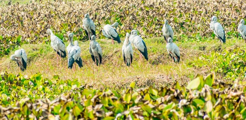 Indian black ibis, species of water bird, spotted in a pond filled with Water Hyacinth in Kumarakom Bird Sanctuary.