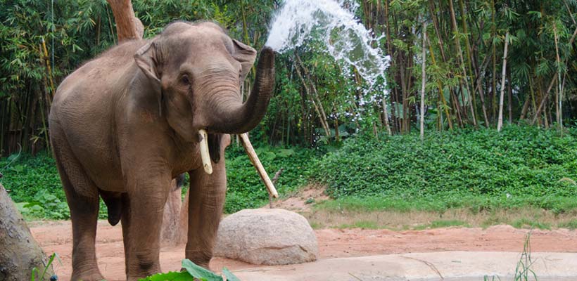 Elephant taking a shower near a small pool in Trivandrum zoo.