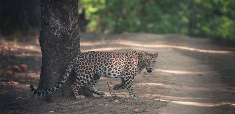Male leopard in Peechi-Vazhani Wildlife Sanctuary.