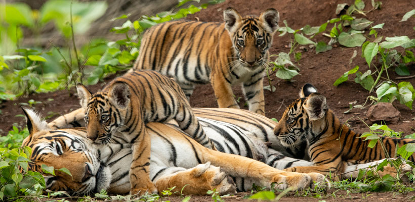 Tigers at Perambikulam Tiger reserve  forest at Palakkad in the state of Kerala.