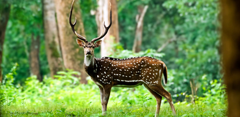 Spotted deer at Mathikettan Shola National Park