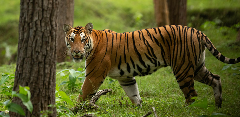 Bengal tiger at Wayanad wildlife sanctuary