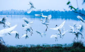 Migrant birds in bird sanctuaries of Kerala.