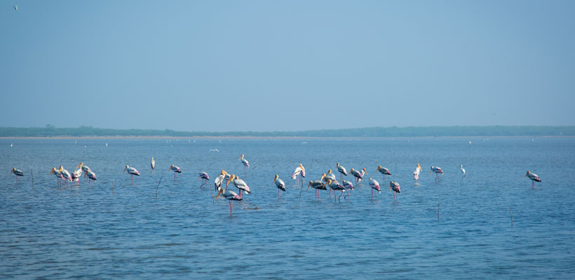 Migrant birds in Kadalundi Bird Sanctuary 