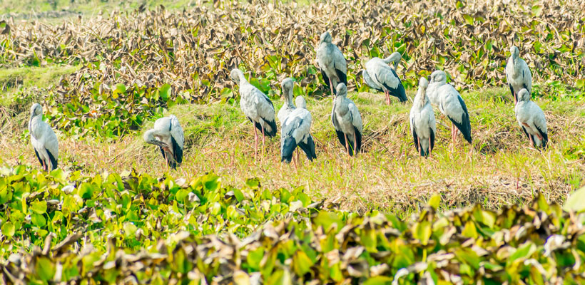 Migrant birds at Kumarakom bird sanctuary in Kerala
