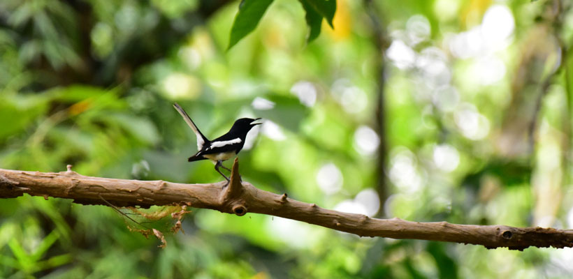 Black billed magpie in Thattekad Bird Sanctuary 