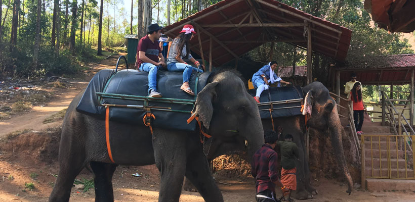Carmelagiri Elephant Park in Munnar