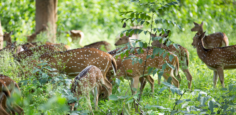 A herd of Spotted deers at Chinnar Wildlife Sanctuary in Munnar
