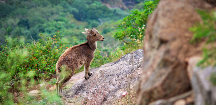 Eravikulam National Park in Munnar