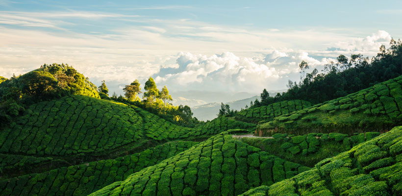 Munnar Tea plantations in Kerala