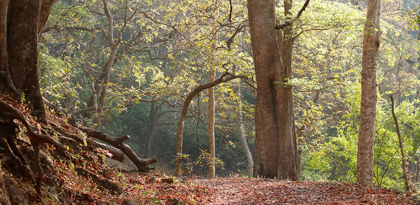 Dhoni hills in Palakkad