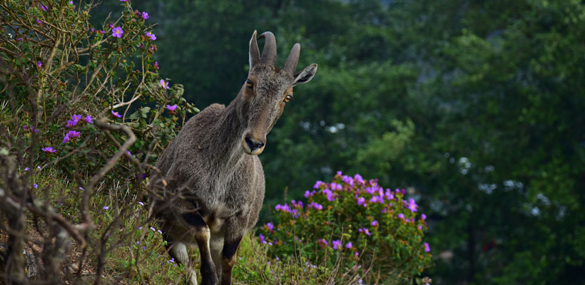 Nilgiri Tahr at Eravikulam national park in Munnar.