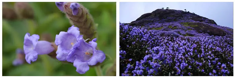 Neelakurinji