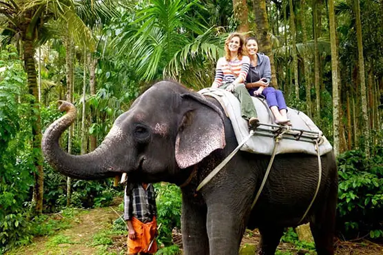 Fullday Elephant Ride