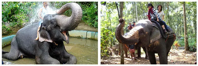 Two Elephant Ride Periyar