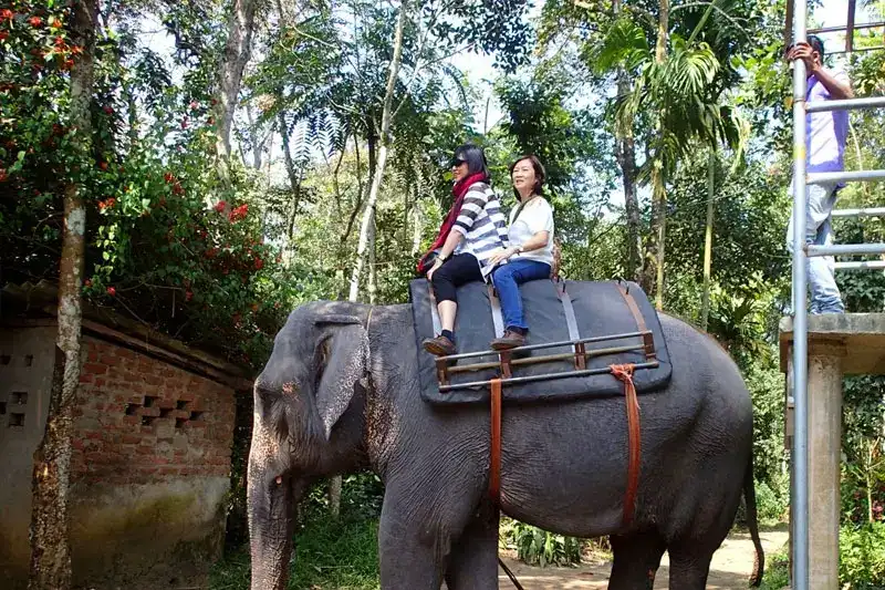 Two Elephant Ride