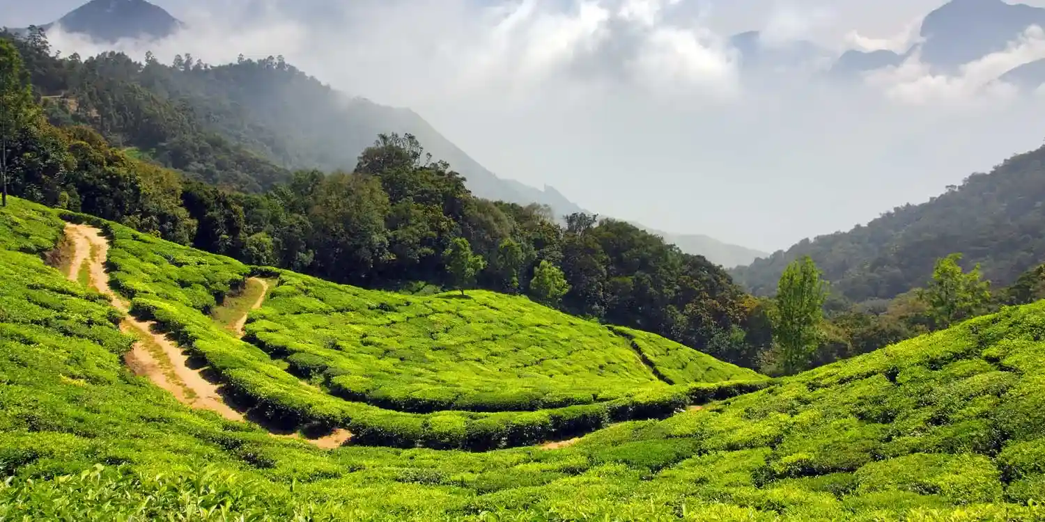 Munnar Honeymoon Tour