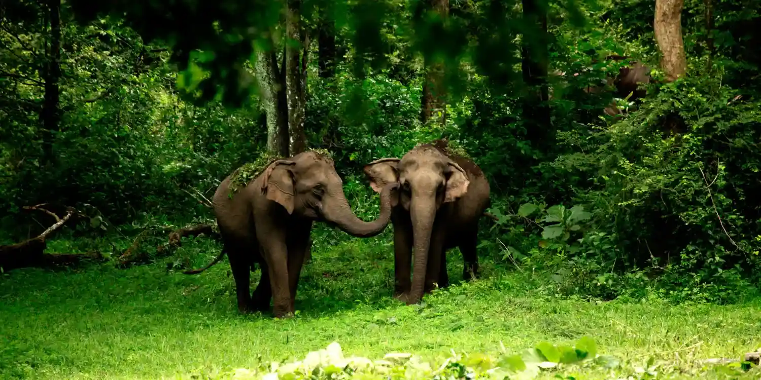 Relaxing Kerala Trip