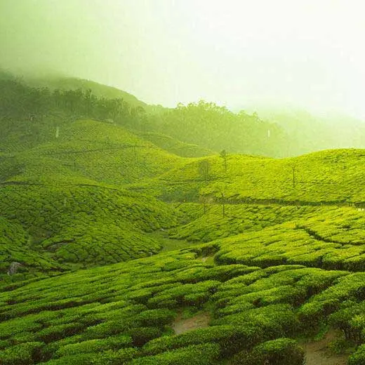 Munnar