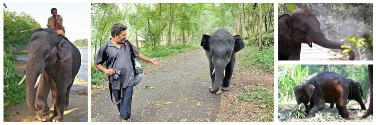 Kodanad Elephant Training Centre