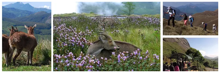 Eravikulam National Park