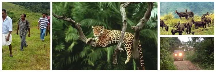 Idukki Wildlife Sanctuary