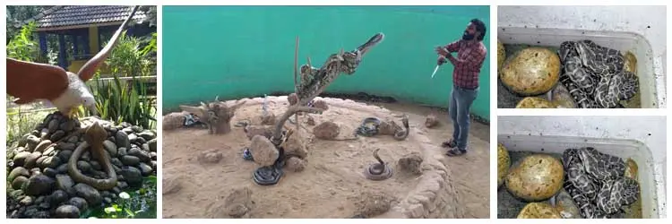 Parassinikkadavu Snake Park