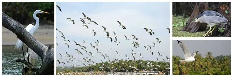 Kadalundi Bird Sanctuary