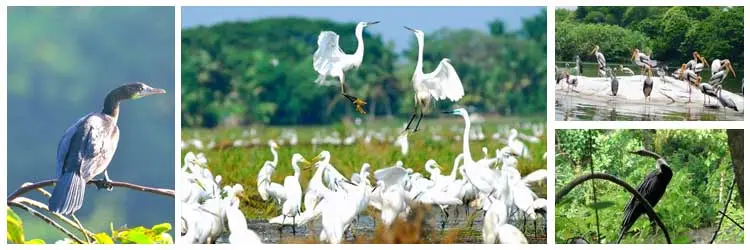 Kumarakom Bird Sanctuary