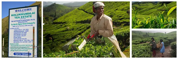 Kolukkumalai Tea Estate
