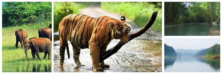 Periyar Wildlife Sanctuary