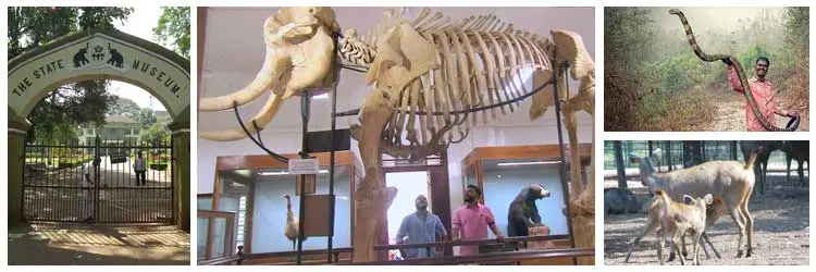Thrissur Zoo And State Museum