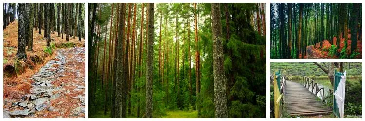 Vagamon Pine Forest