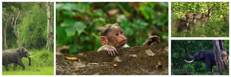 Muthanga Wildlife Sanctuary