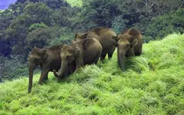 Wildlife Sanctuary Idukki