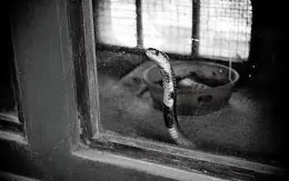 Parassinikkadavu Snake Park Kannur