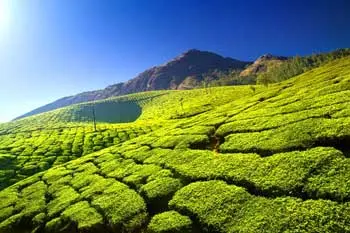 Munnar Kerala
