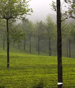 Munnar