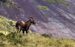 Eravikulam National Park Munnar
