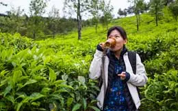 Kolukkumalai Tea Estate Munnar