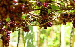 Spice Garden Periyar