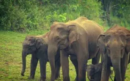 Wildlife Sanctuary Periyar