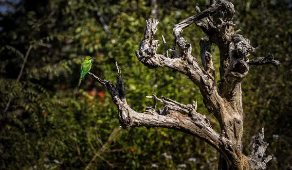 Tholpetty Wildlife Sanctuary