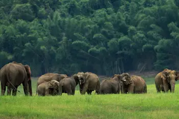 Parambikulam Wildlife Sanctary