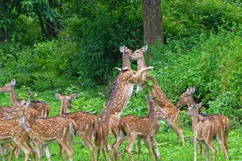 Wayanad Wildlife Sanctuary